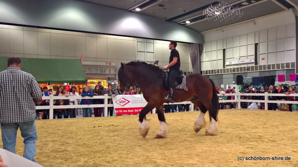 Shire Horse Deckhengst Pride